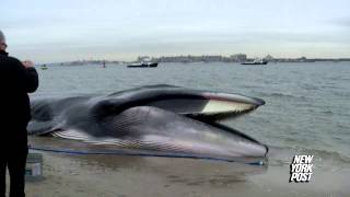 Rescue Crews Race to Save 60Foot Beached Whale  New York Post [upl. by Atsillac]