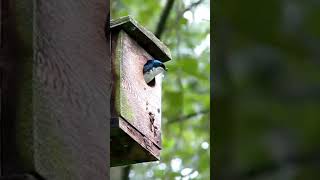 Tree Swallow nest [upl. by Avan327]