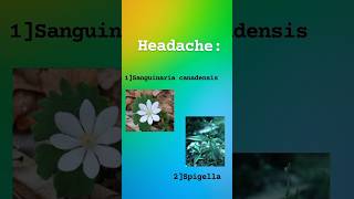 Sanguinaria and shigella headache [upl. by Argyle]