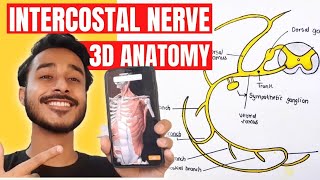 Typical intercostal nerve anatomy 3d  intercostal nerve branches  course of intercostal nerve [upl. by Yelac152]