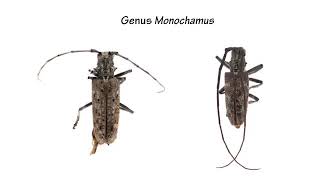 Identifying the Asian Longhorned Beetle [upl. by Alonzo]