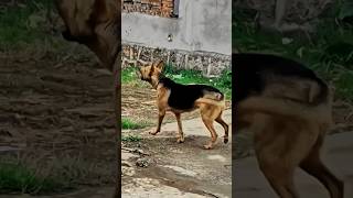 The dog is barking how to stop a dog from barking [upl. by Queston]