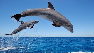 Amazing Wild Dolphins doing Spinner Jumpings  Funny Videos [upl. by Etra]