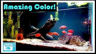 Jewel Cichlid Breeding and Care [upl. by Ellezaj]