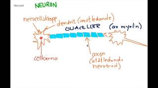 Nervsystemet introduktion [upl. by Hawthorn]