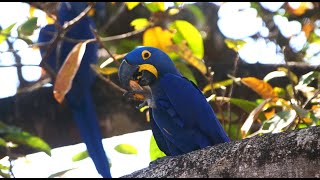 Birds of Brazils Pantanal and Cerrado [upl. by Netsyrk957]