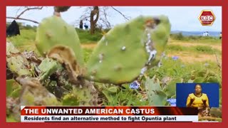 The Unwanted American Cactus Laikipia residents find alternative method to fight Opuntia plant [upl. by Anirbas428]