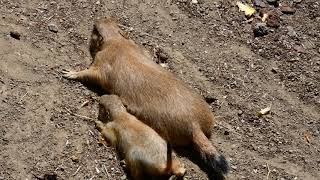 Schlafende Baby Präriehunde Cynomys ludovicianus Blacktailed prairie dog Zoo Schönbrunn Superzoom [upl. by Cirted]