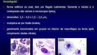 Aula 08  Leishmania spp e Leishmaniose Parte I [upl. by Liakim]