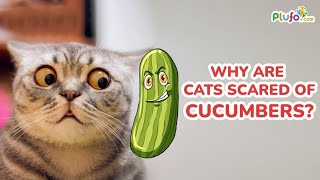 Why are cats scared of cucumbers  Cat vs Cucumber  funny video  shorts cat funnycat plufo [upl. by Ariamat215]