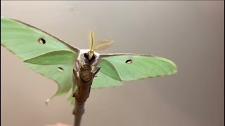 Beautiful Luna moth [upl. by Atteynad]