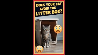 Does Your Cat Avoid the Litter Box Discover Why – and How to Fix It [upl. by Bride]