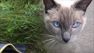 Siamese Cats explore a New Area while a Football Game with OpenAir Music is nearby On Leash [upl. by Atinauq331]