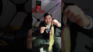 Overnight Ice Fishing Burbot  A Christmas Miracle [upl. by Atteuqal]