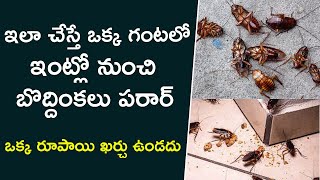 Cockroach Killer Telugu  Cockroach Tips Telugu  Boddinkalu Povalante Em Cheyali [upl. by Oswell79]