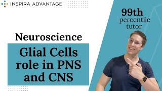 MCAT Crash Course  Neuroscience Glial Cells in PNS amp CNS [upl. by Zat]