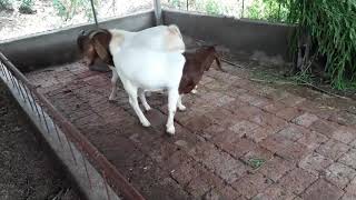 100 pure boer goats are available  royal goats 9890988524 [upl. by Clementas104]