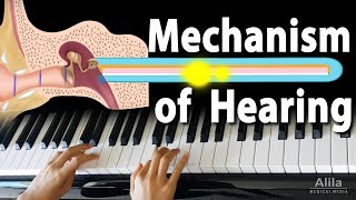 Mechanism of Hearing Animation [upl. by Fachini]