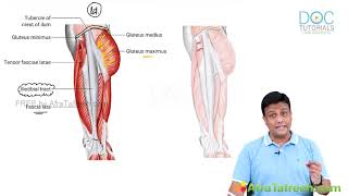 Understanding the Iliotibial IT Tract Functions Injuries and Treatment  Dr M Azam Explains [upl. by Zanlog]