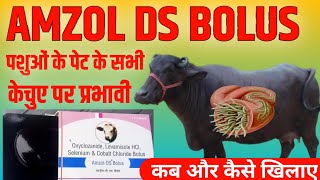 Amzol DS Bolus पशुओं के पेट के सभी प्रकार केचुए पर प्रभावी  कब और कैसे खिलाए  Manjhi Veterinary [upl. by Bainter938]