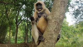 quotBlackFaced Langur Monkeys Wildlife Documentaryquot [upl. by Nosretep]