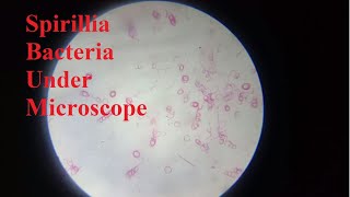 Viewing Spirilla Bacteria Under Compound Microscope  Biology Demonstration [upl. by Yusuk]