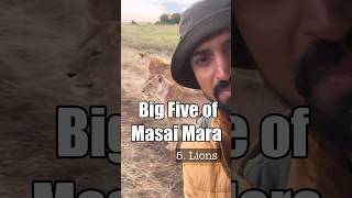 Big five of Masai Mara Kenya bigfive kenya masaimara wildlifesafari lions leopard rhino [upl. by Calica803]