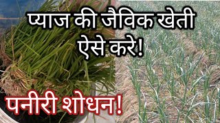 प्याज की जैविक खेती ऐसे करे पनीरी शोधन with waste decomposer pyaj ki kheti part 1 [upl. by Morgan]