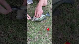 🎣Removing hook from fish mouth with minimal harm fishing Rescue shorts viral 🔥 [upl. by Krasner196]