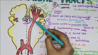 Corticospinal tracts Pyramidal Tracts Pathway Neurophysiology Super Easy Explanation [upl. by Jodoin]