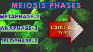 Meiosis 2Prophase 2Metaphase 2 Anaphase 2Cell Cycle [upl. by Annoet]