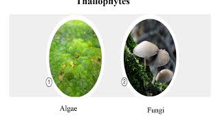 Thallophyte – Algae [upl. by Bove]