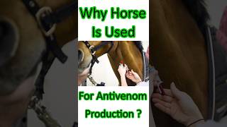 Why Horses Are Used For Antivenom Production  How Antibodies Are Produced [upl. by Ttiwed]