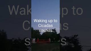 waking up to cicadas sound [upl. by Llenehc]