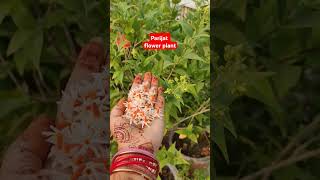 Harsingar Flower Plant shortvideogardningtips flowerplant gardening [upl. by Gersham]