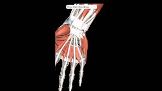 Hypothenar Muscles I Attachments nerve supply amp action I Hypothenar Eminence I 3D muscles anatomy [upl. by Ettelrac]