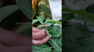 ପିପ୍ଲଳୀ medicinal plant longpepper terracegarden medicinalplants plantcaretipspippali [upl. by Stoecker]