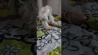 Baby dogcute puppy barking4kviralshortsedit trollfaceedit бисер рек рек бисер rekomendasi [upl. by Moises249]