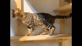 20150303 豹貓 Prionailurus Bengalensis Cat咪咪醬澤 2 [upl. by Verine]