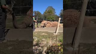 🐘🐘🐘Elephants are san Diego Safari park zoo [upl. by Suk]