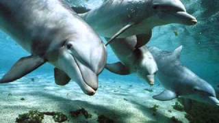 Relax Music  Nature and Dolphins  Natura e Delfini [upl. by Niras]