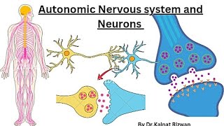 Autonomic Nervous system  structure of neuron🧠 [upl. by Paola]