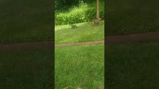 Biggest female baboon carrying her child at the back🤔😱viralvideo subscribe shortvideo [upl. by Aiva]