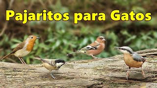 Videos y Película Para Gatos  Pajaritos para Gatos [upl. by Wiebmer]