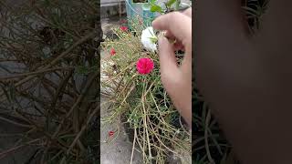 How to do cross pollination in portulaca flower gardening portulaca plants crosspollination [upl. by Alehc]