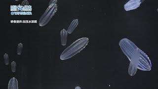 クラゲしか食べないクラゲ⁈ウリクラゲとカブトクラゲの繁殖の研究 [upl. by Molly]