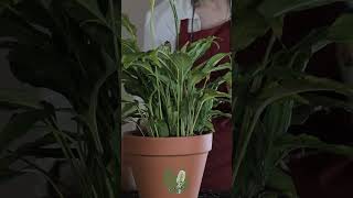 Fertilizing My Peace Lily Spathiphyllum  Relaxing ASMR Plant Care asmr spathiphyllum [upl. by Tik]