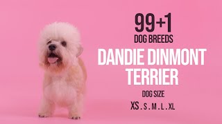 Dandie Dinmont Terrier  991 Dog Breeds [upl. by Ahsiuqet132]