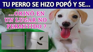 🌺 Cómo evitar que tu PERRO se vuelva hacer POPÓ Y ORINAR donde tú NO QUIERES OLOR A ORÍN DE PERRO [upl. by Oflunra9]