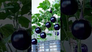 Specialty eggplants king eggplants giant eggplants are super delicious and easy to grow shorts [upl. by Adnyleb]